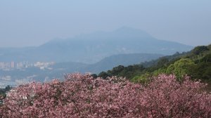 十八拐圳步道 健行筆記