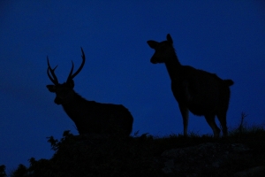 【美哉台灣】鹿群守護的白石之夜