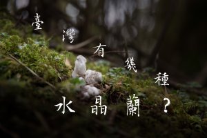 【生態】臺灣有幾種水晶蘭？三分鐘教你分辨