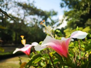 【植物】朱菫、扶桑