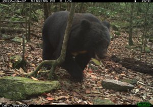 【生態研究】野生動物監測8年巨量資料揭密 山羌豐富度第一 水鹿族群擴及低海拔