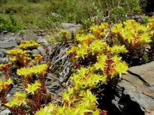 【開花筆記】高山野花賞─以玉山為名的花草(3)