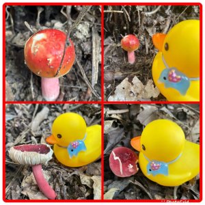 山野中的小精靈🧚‍♂️