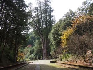 平坦好走的雪山神木步道