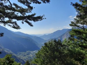 《南投》松濤徐徐｜惠蓀林場湯公碑巨松台步道O型