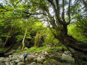 ❤ 松蘿垂夢 ‧ 溪澗絮語—羅葉尾溪秘境漫遊