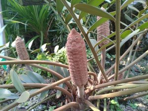 【植物】像極了烤玉米! 典藏植物園「幸運草鐵樹」夏季限定觀賞