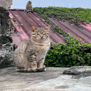 陳曉珺