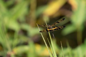 【昆蟲】飛龍在天—新北人工濕地蜻蜓