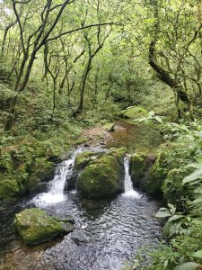 櫻花陵園，烘爐地山，桶後溪源頭P走