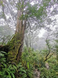 拉拉山裡，林相豐富的塔曼山 - 2022/2/5