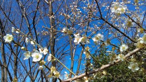 【臺北大縱走第一段】梅花盛開的北投忠義山