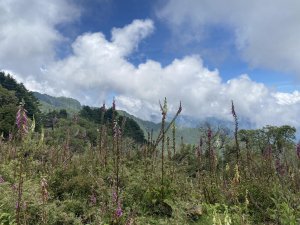 塔塔加之旅:鹿林前山、鹿林山、麟趾山