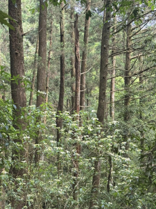 烏來三山:美鹿山、高腰山、拔刀爾山