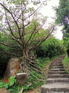 《樹影婆娑的大崙尾山》