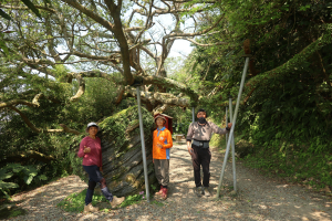 鶯佳縱走 鶯歌蛋山 觀景山(忘憂亭) 彰埔坑山 光明山(大樹佛) 百年大榕樹 望湖山 石灰坑山