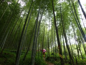 鹿谷 樟空崙步道-大崙頭山-貓東望山-樟空崙山-羊灣