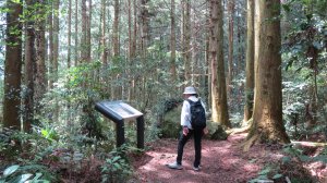 《苗栗》短美清幽｜二本松山丸田砲臺遺址及巨人之手