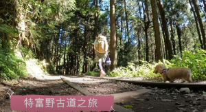 超優美的特富野古道，一定要來一次！！！由自忠進、特富野出！
