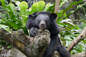 【活動】2025台北市立動物園暑期營隊報名開跑！