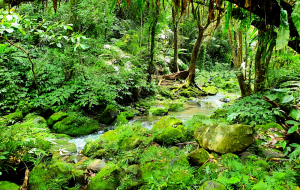 熱帶雨林與驚險岩稜的奇幻冒險，桃園白石山，打鐵寮古道