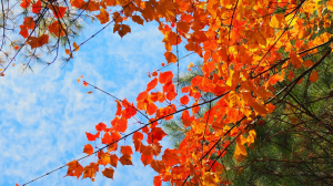 《台中》冬季限定｜大雪山200林道賞楓行