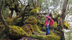 迷幻又真實的大里仙山絕美魔法森林