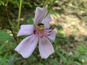 20230622高雄尾寮山北峰