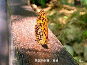 大坑10號、圖根點、9號步道、軍功寮山 O遶
