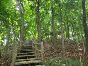 新化林場後山步道