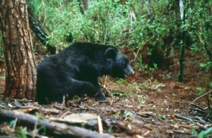 【保育】解碼中央山脈裡的黑盒子: 向陽山屋的黑熊之死