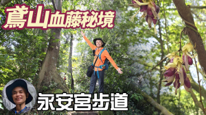 2025鳶山血藤最新花況，打卡新景點鳶山血藤秘境，溪水潺潺，蟲鳴鳥叫，生態豐富，桐花即將盛開的永安宮步道，值得一來再來。