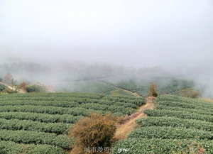 【雲林古坑】療育綠廊。 雲嶺之丘 x杉林步道x五元二角