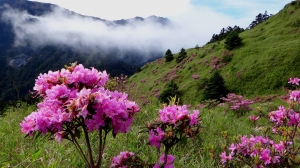 山岳之美-合歡山賞紅毛、玉山杜鵑