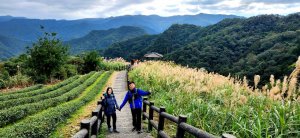 北台灣最美梯田茶園，無懈可擊的展望，坪林獅公髻尾山