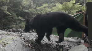 【新聞】黑熊阿里曼屢滋擾聚落引恐慌 捕獲送北市動物園安置