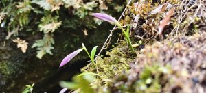 2025/04/04_加里山登山步道