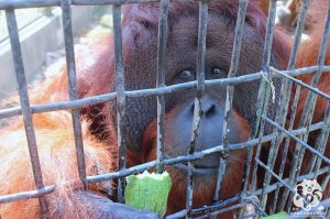 【保育】13隻野生動物大使 認養計畫－紅毛猩猩（皮皮）