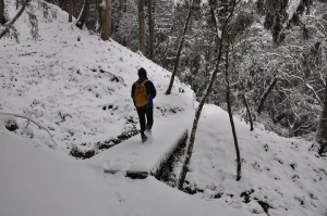 東眼山國家森林遊樂區 賞雪趣 