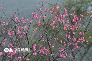 【新聞】春暖櫻花展嬌顏 襯托夢湖天使綠眼淚