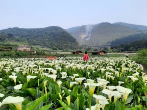 漫步枕頭山。竹子湖漫漫而行