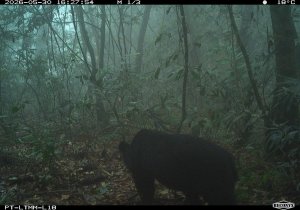 熱門登山路線尾寮山步道首度拍到台灣黑熊 林保署呼籲山友提高警覺