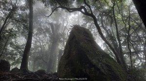 《新竹》不見五指｜北埔五指山登山步道上中指峰20241010