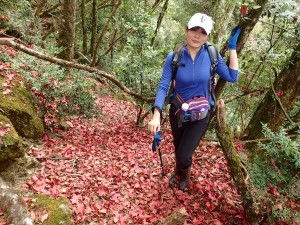 稍來山國家步道賞紅楓, 順登稍來山南峰-稍來山(小百岳#39)