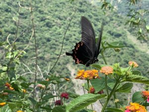20230622高雄多納屯子役古戰場