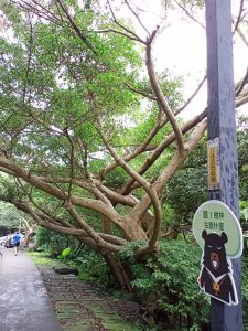 【山系野遊】漫遊觀音山林梢步道