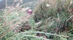 宜蘭五嶽之一「鶯子嶺」不愧為此山名