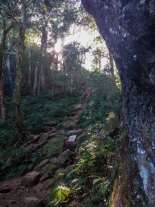 賞山毛櫸及巨木