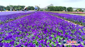 【台北市】古亭河濱公園·六色香堇菜地毯花海