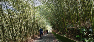 華山山豬湖步道-2025/08/30